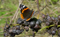 Dernier papillon