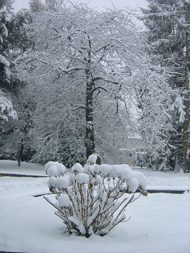 Printemps 2006, J-13